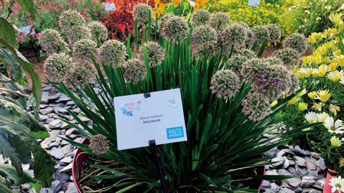 Allium sativum ‘Millenium’ ©P.Fayolle